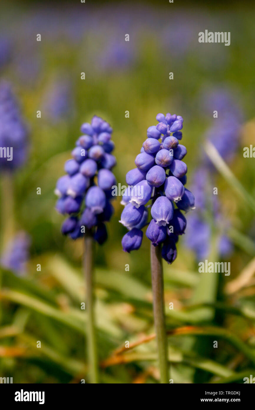 Belle Muscari botryoides communément connu sous le nom de muscaris, fleur pourpre avec Green grass, Close up Banque D'Images