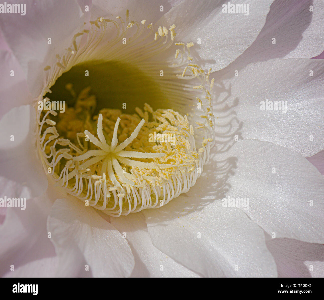 Gros plan de l'centre d'un white night blooming echinopsis fleur de cactus montrant le stigmate en forme d'étoile Banque D'Images