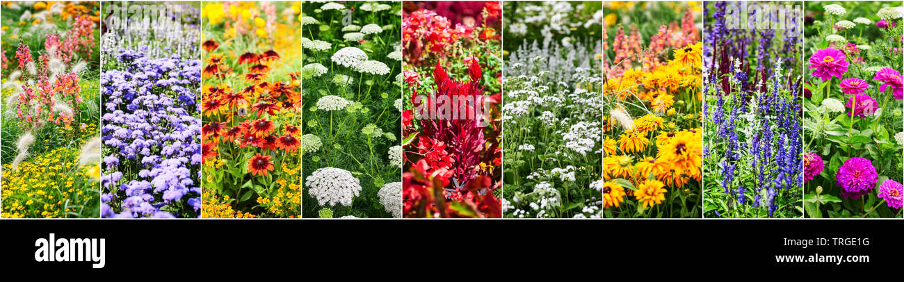 Jardin de fleurs colorées dans l'arrière-plan de l'été. Lit de fleur à l'échinacée, sauge, muflier, zinnia, collection de fleurs de souci. Le Jardinage et la beauté dans Banque D'Images
