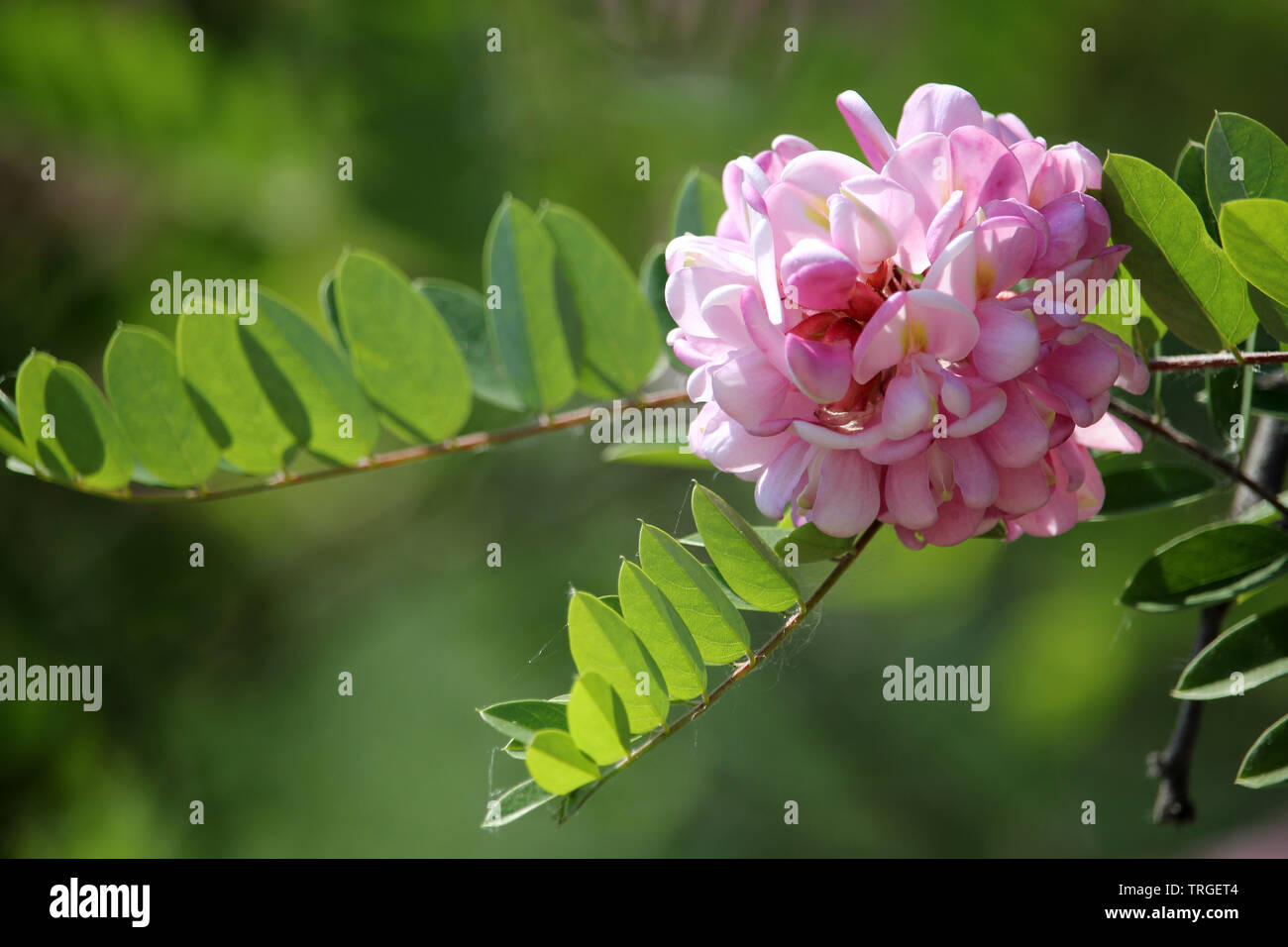 Blooming rose fleur acacia près le ressort arrière-plan. Avec la direction générale de printemps (Robinia Viscosa moite ou Robinia hispida) fleur. Banque D'Images