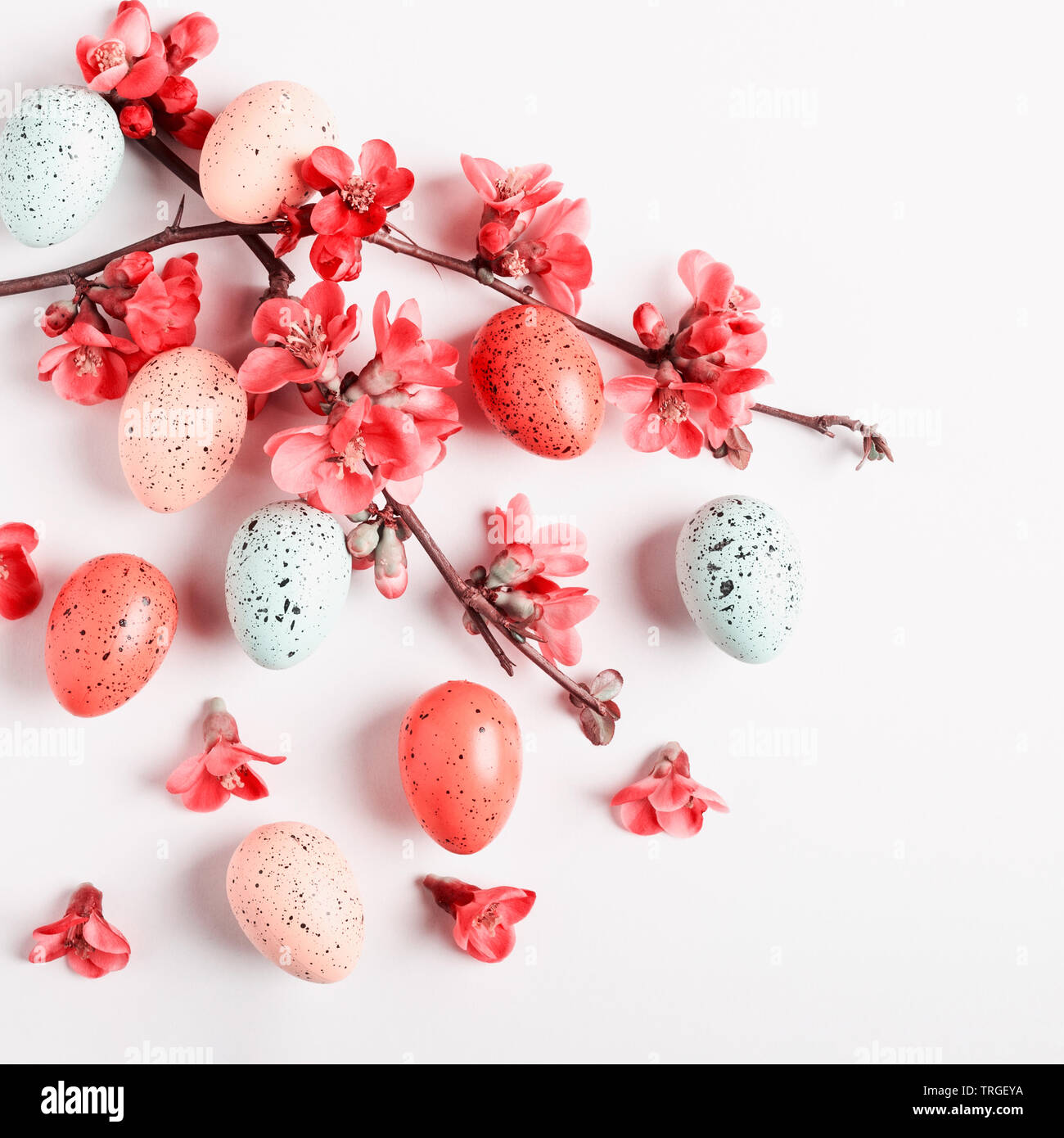 Fond de carte de vœux de pâques avec coing japonais fleurs et oeufs. Maison de vacances composition sur fond blanc. Arrangement de printemps et d'élément de conception, Banque D'Images