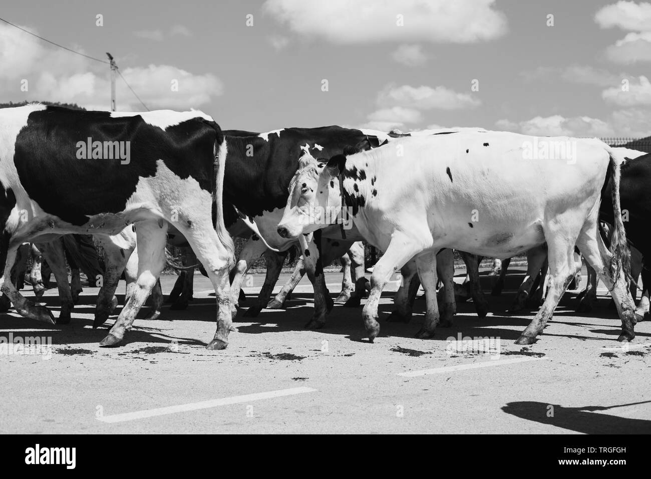 Troupeau de vaches Banque D'Images