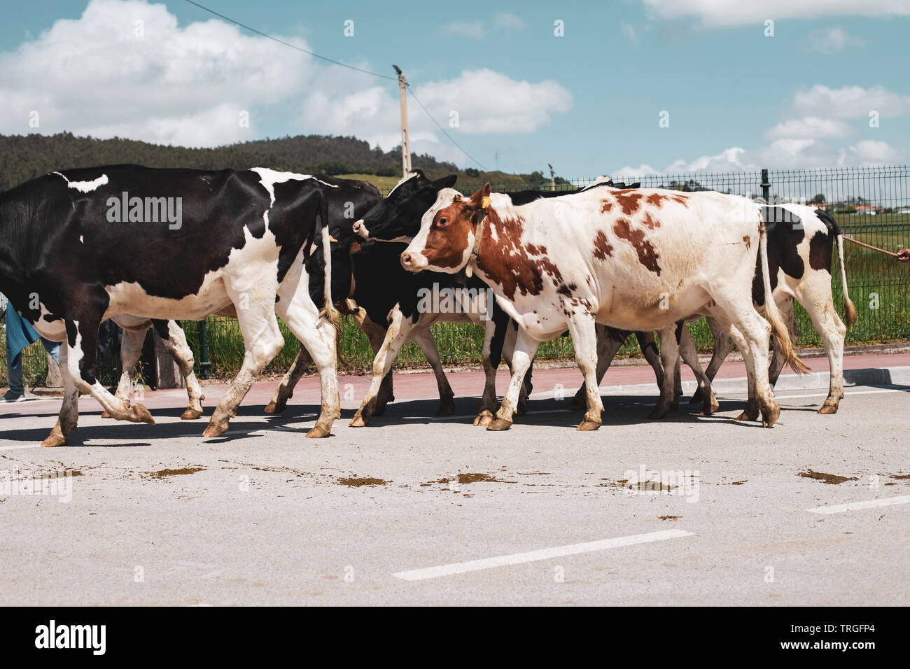 Troupeau de vaches Banque D'Images