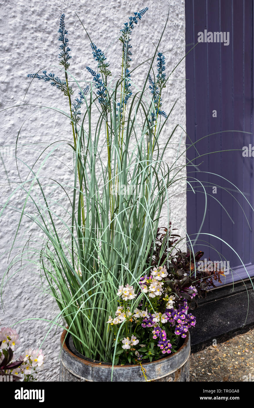 Herbe décorative à l'extérieur du cottage en bord de mer, Cornwall Banque D'Images