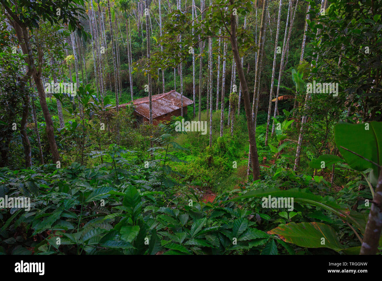 Une maison abandonnée à Wayanad Hills (Kerala, Inde) Banque D'Images