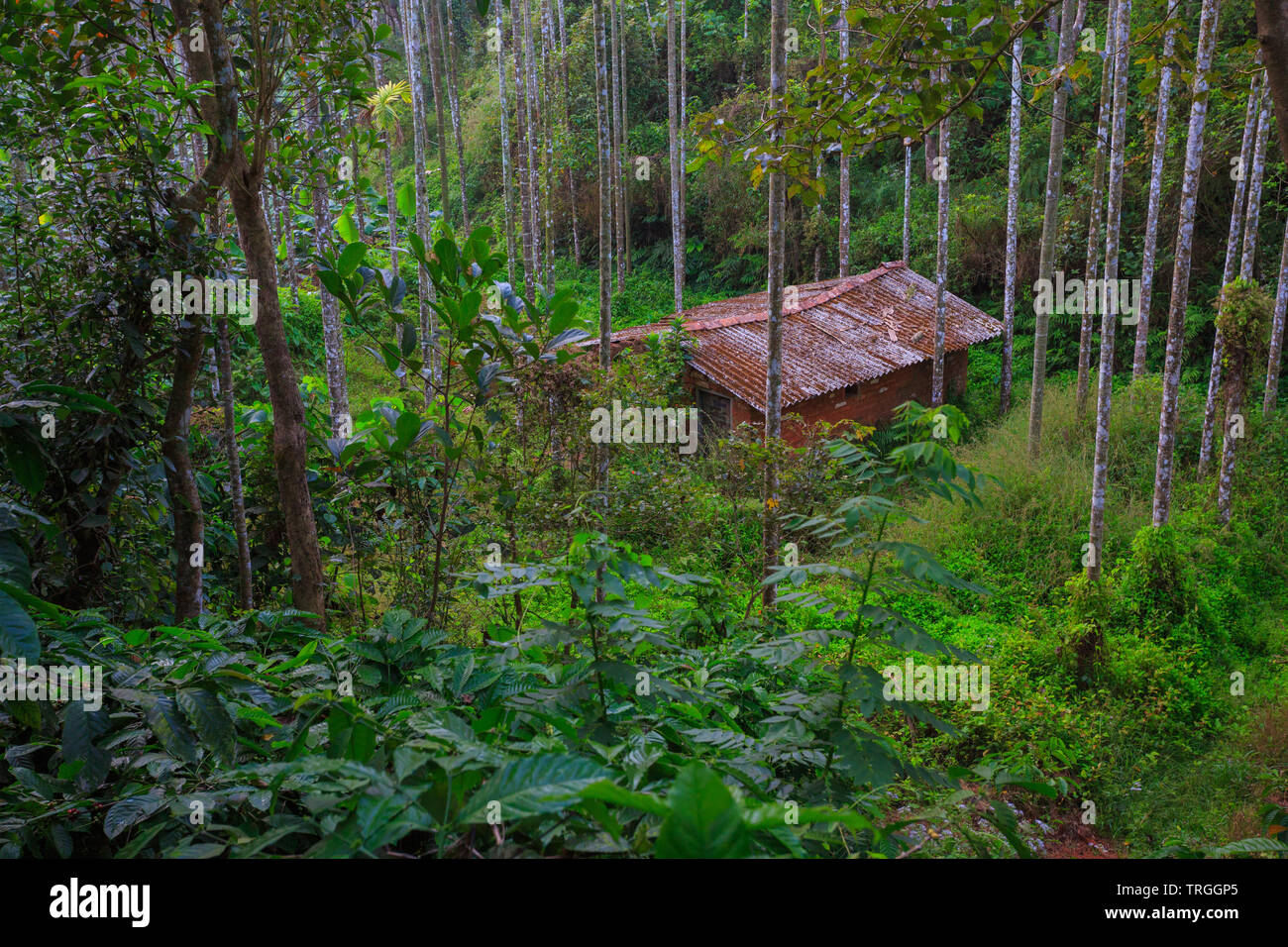 Une maison abandonnée à Wayanad Hills (Kerala, Inde) Banque D'Images