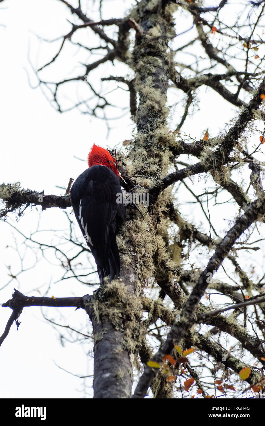 Pic de Magellan (campephilus magellanicus) très gros endémique le long de la Cordillère des Andes du Chili et le sud-ouest de l'Argentine. Banque D'Images