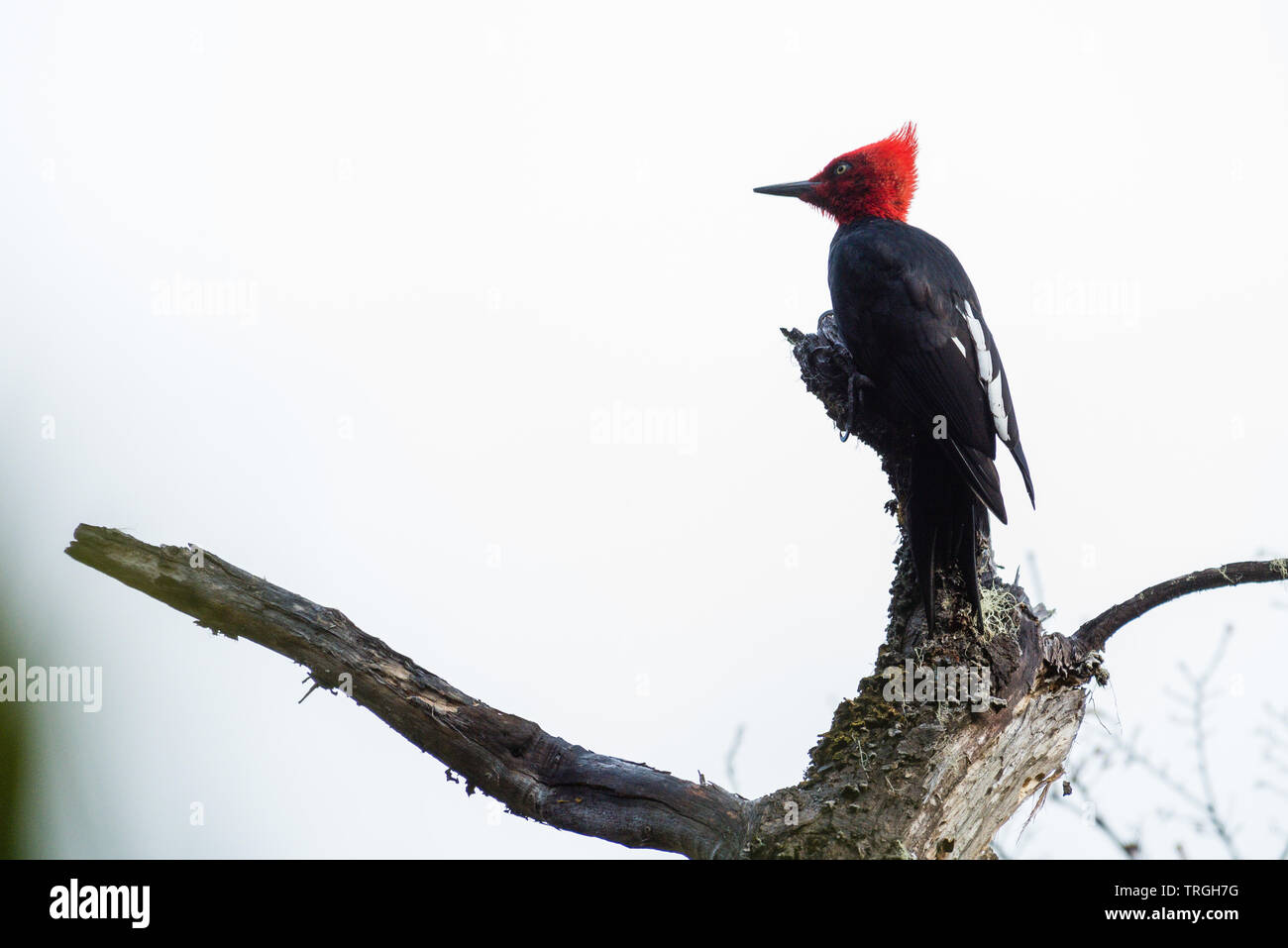 Pic de Magellan (campephilus magellanicus) très gros endémique le long de la Cordillère des Andes du Chili et le sud-ouest de l'Argentine. Banque D'Images