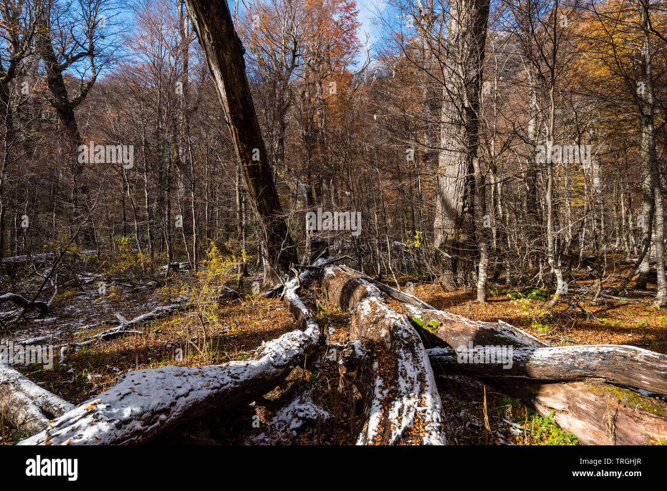 L'automne au coeur de la territoire mapuche, forêt tempérée, Chili Banque D'Images