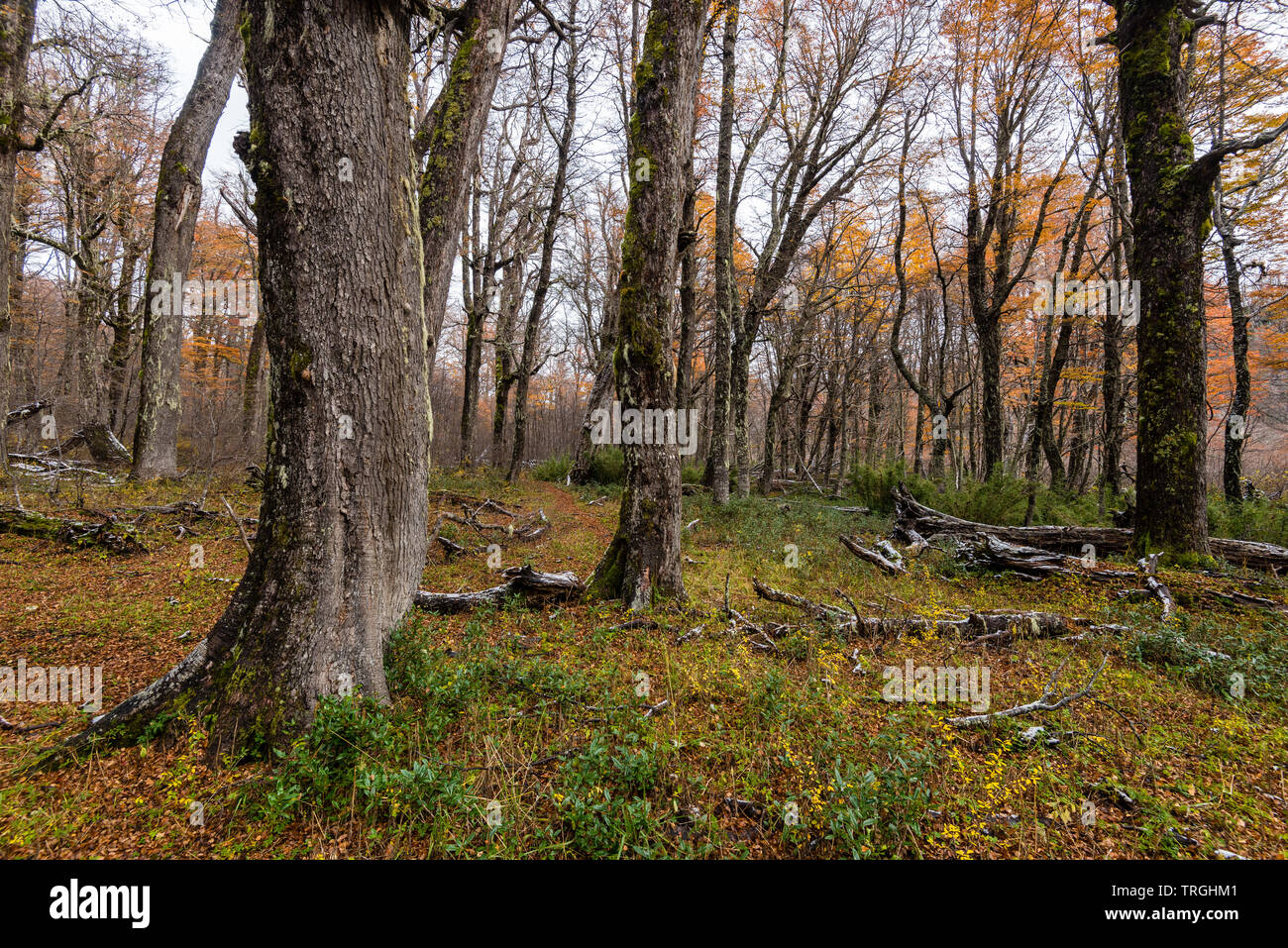 L'automne au coeur de la territoire mapuche, forêt tempérée, Chili Banque D'Images