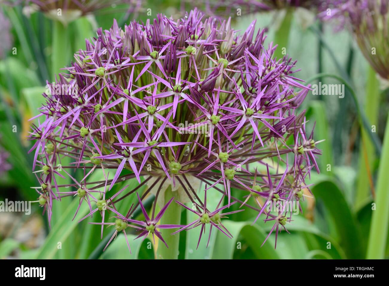 Allium schubertii Schuberts allium rose foncé fleurs à tête de fleur Banque D'Images