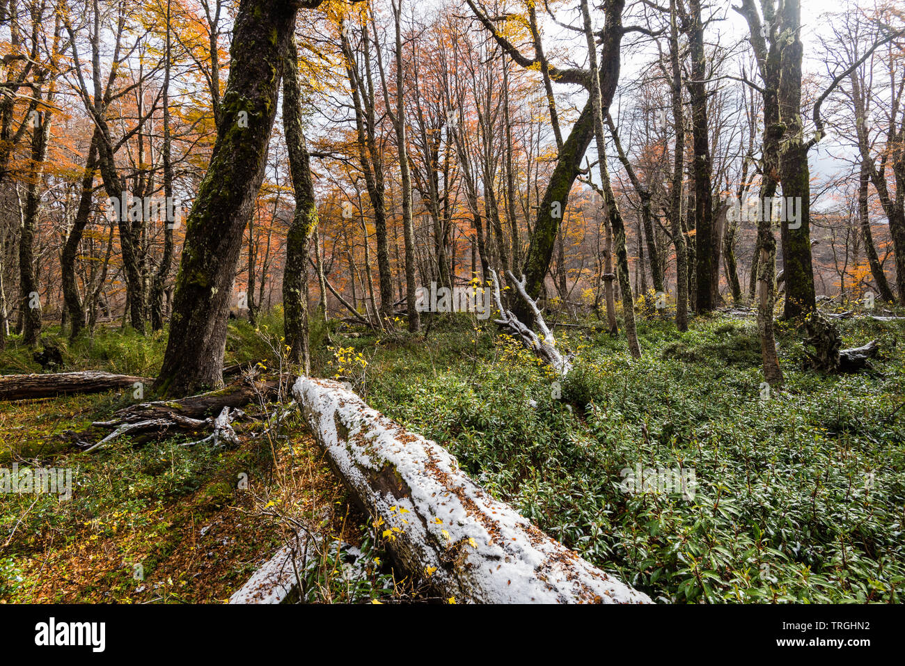 L'automne au coeur de la territoire mapuche, forêt tempérée, Chili Banque D'Images