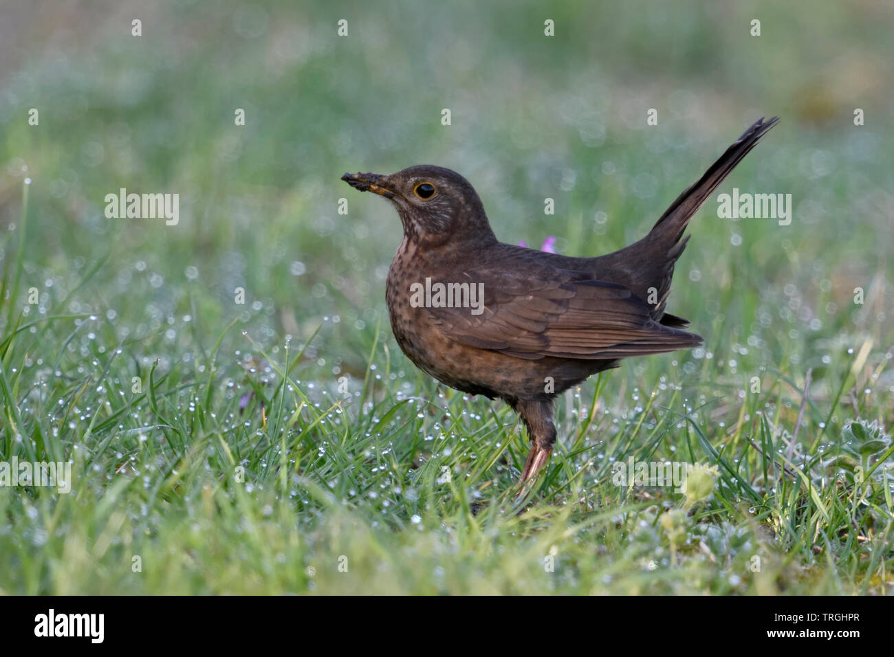 Merle noir / Amsel ( Turdus merula ), brown, femelle oiseau jardin typique, assis dans l'herbe, sur le terrain, en vue de côté, poser attentif, wildlif Banque D'Images