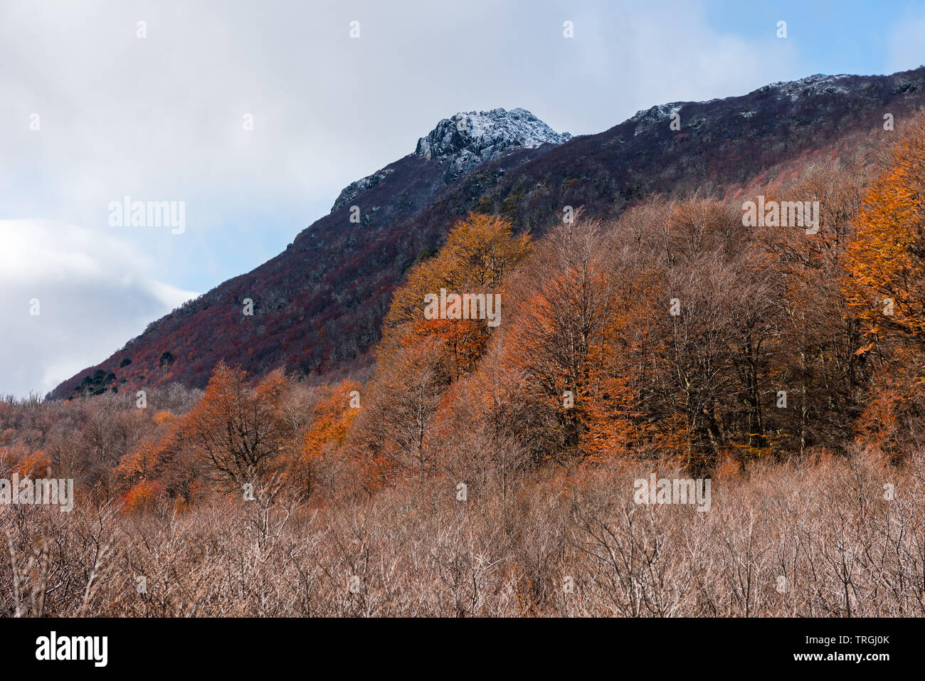 L'automne au coeur de la territoire mapuche, forêt tempérée, Chili Banque D'Images