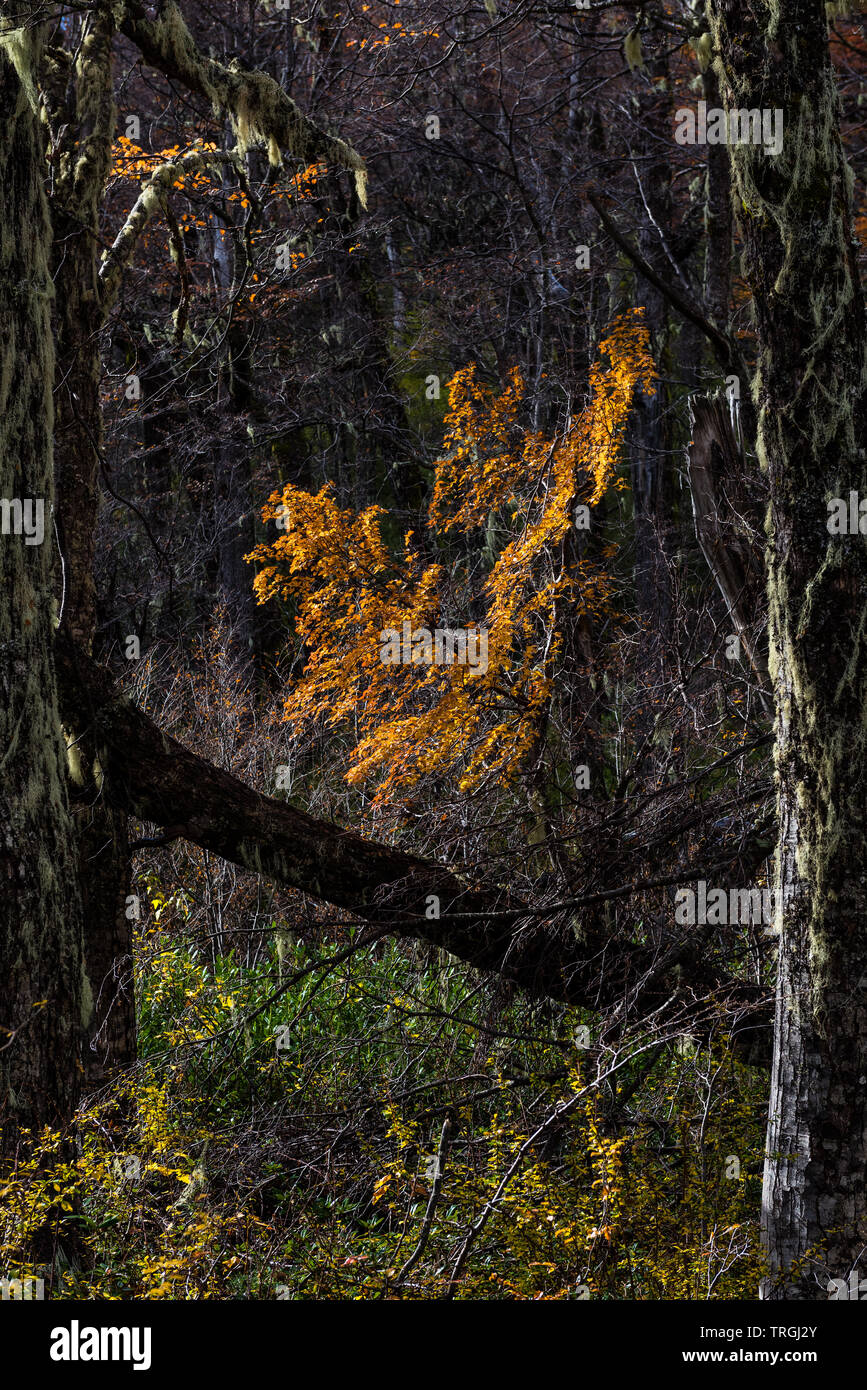 L'automne au coeur de la territoire mapuche, forêt tempérée, Chili Banque D'Images