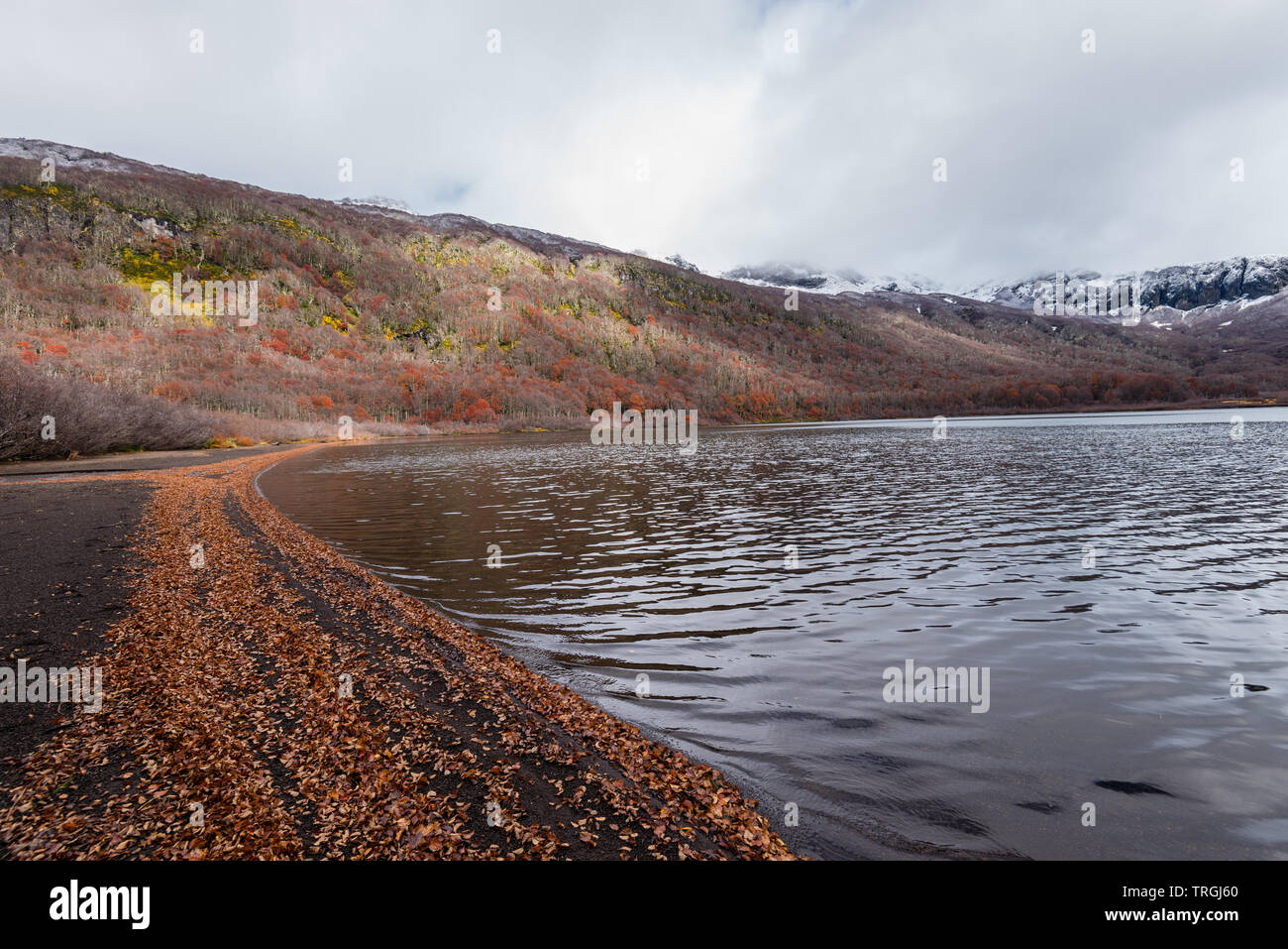 Laguna las Avutardas, Villarrica, Traverse, Parc National, Patagonie, Chili Banque D'Images