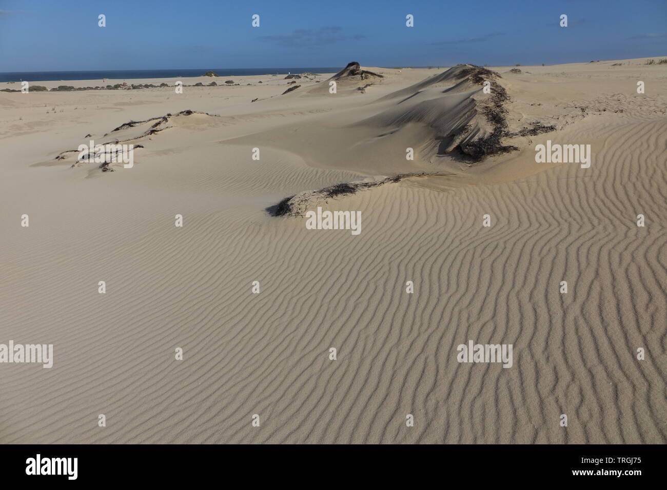 Beaux modèles dans le sable dans le parc naturel de Corralejo Fuerteventura Espagne Banque D'Images