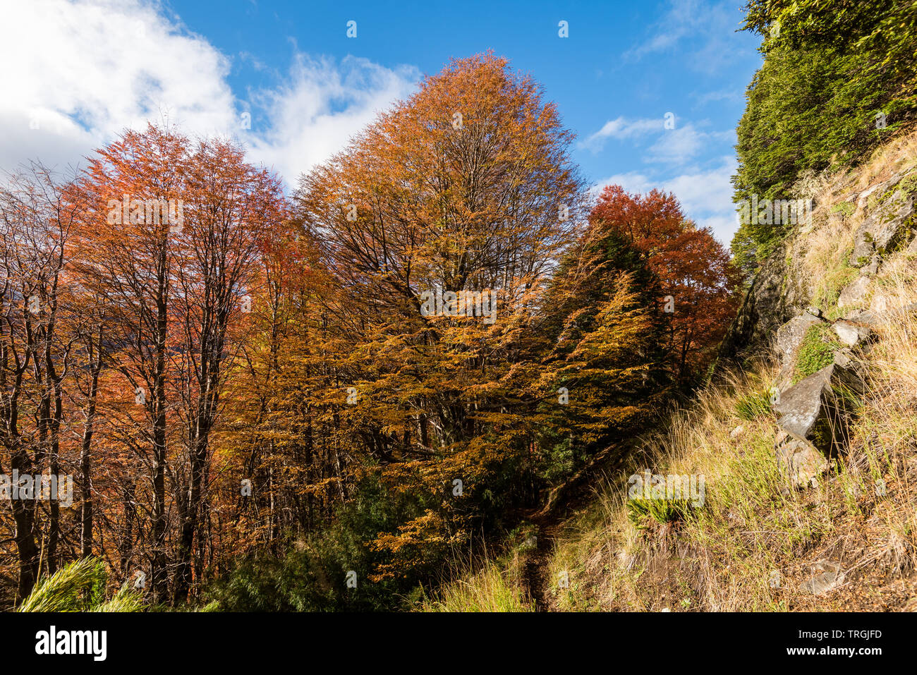 Bois de lengas (Nothofagus pumilio en langue mapuche) est un arbre ou arbuste à feuilles caduques dans la famille Nothofagaceae[1] qui est originaire de l'Andes du Sud Banque D'Images