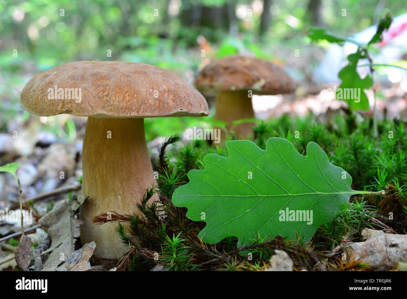 Deux Boletus edulis ou Penny Bun champignons en forêt de chênes, une feuille de chêne vert en premier plan en tant que copie sace pour texte;profondeur de champ Banque D'Images