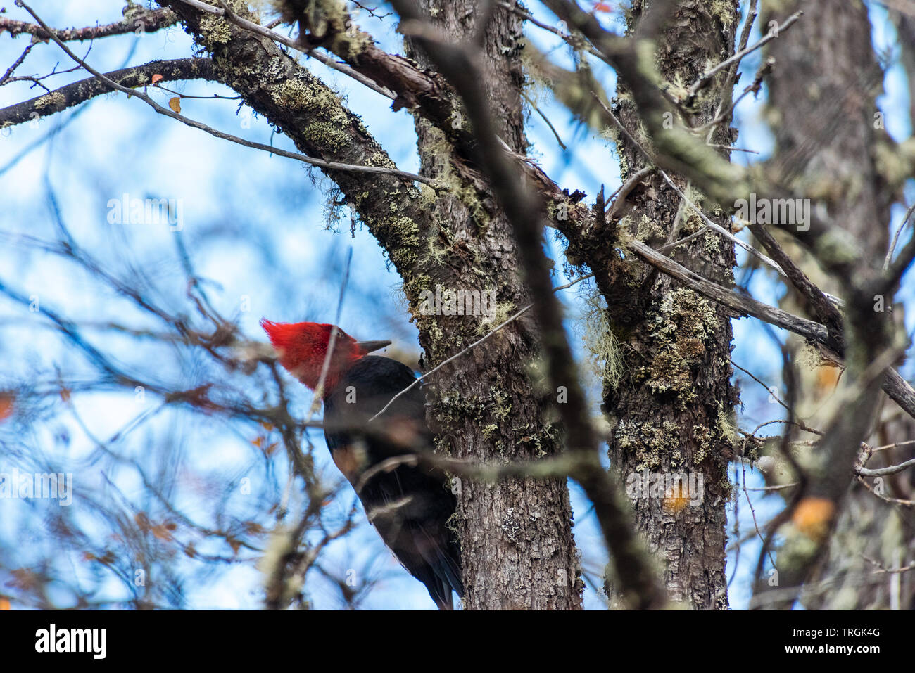 Pic de Magellan (campephilus magellanicus) très gros endémique le long de la Cordillère des Andes du Chili et le sud-ouest de l'Argentine. Banque D'Images