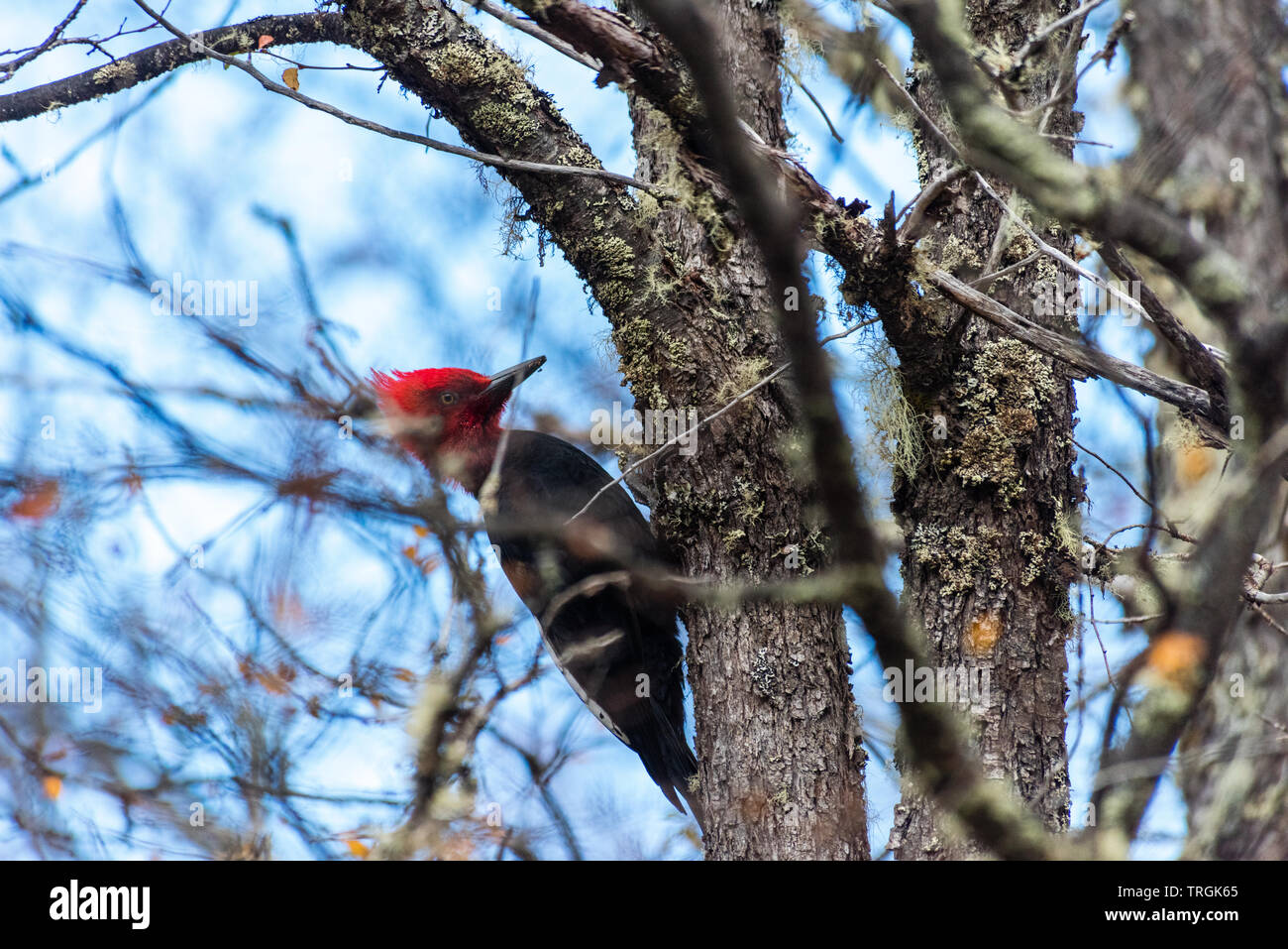 Pic de Magellan (campephilus magellanicus) très gros endémique le long de la Cordillère des Andes du Chili et le sud-ouest de l'Argentine. Banque D'Images