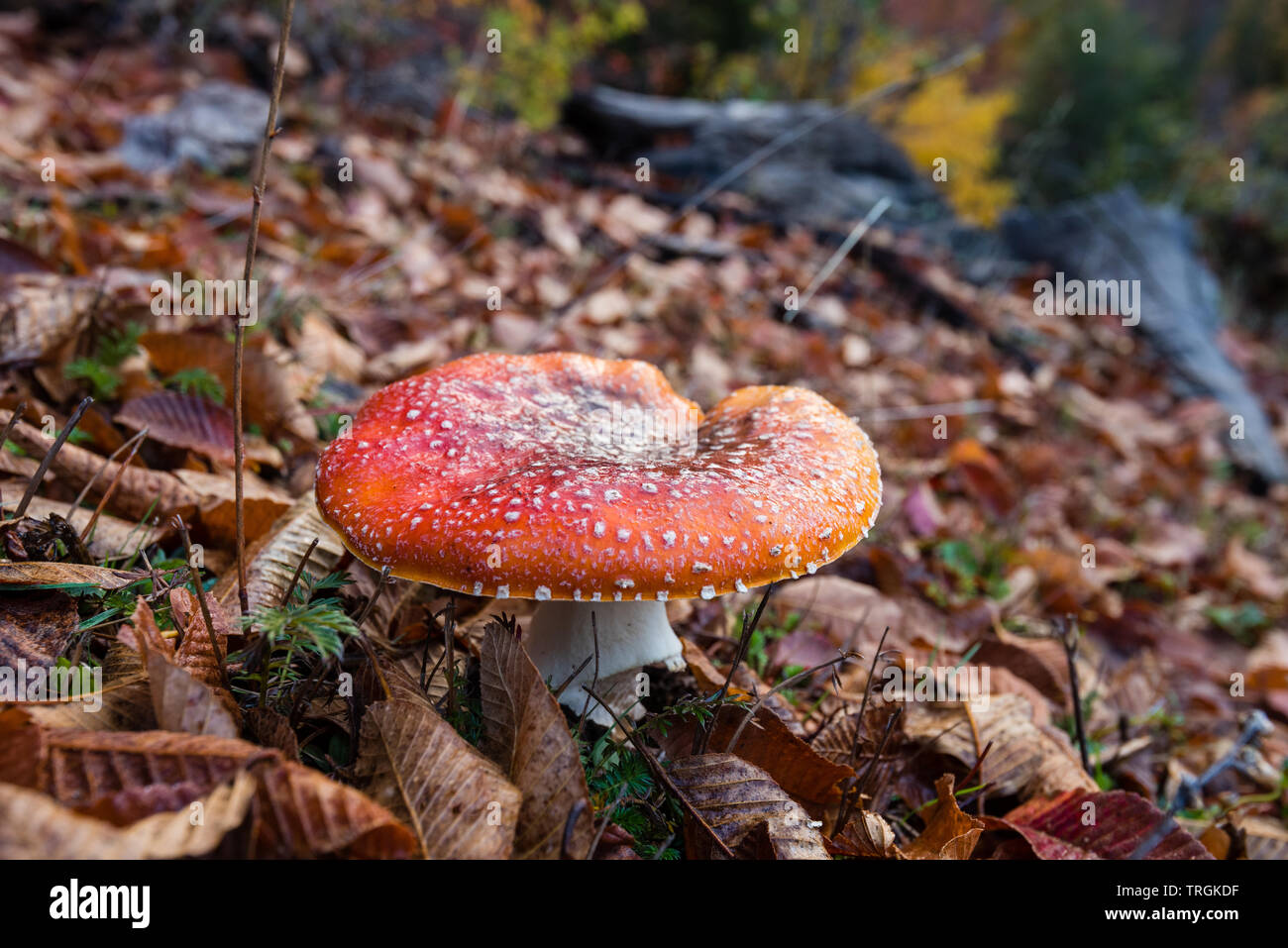 Amanita muscaria, communément connue sous le nom de fly fly agaric ou amanita, Parc National Villarica, Chili Banque D'Images