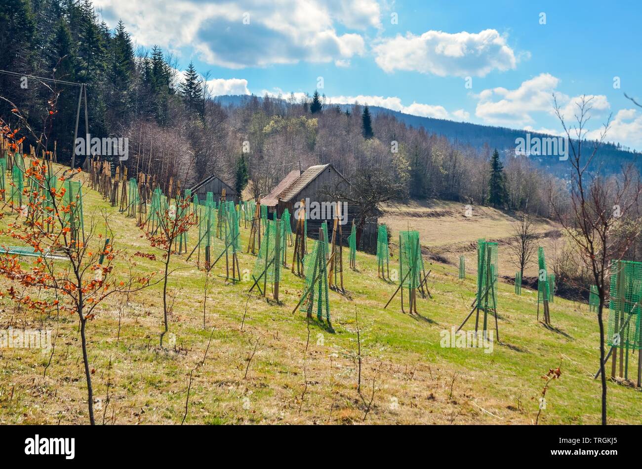 La reproduction des arbres dans les montagnes. Plants de l'arbre sur une montagne de compensation. Banque D'Images