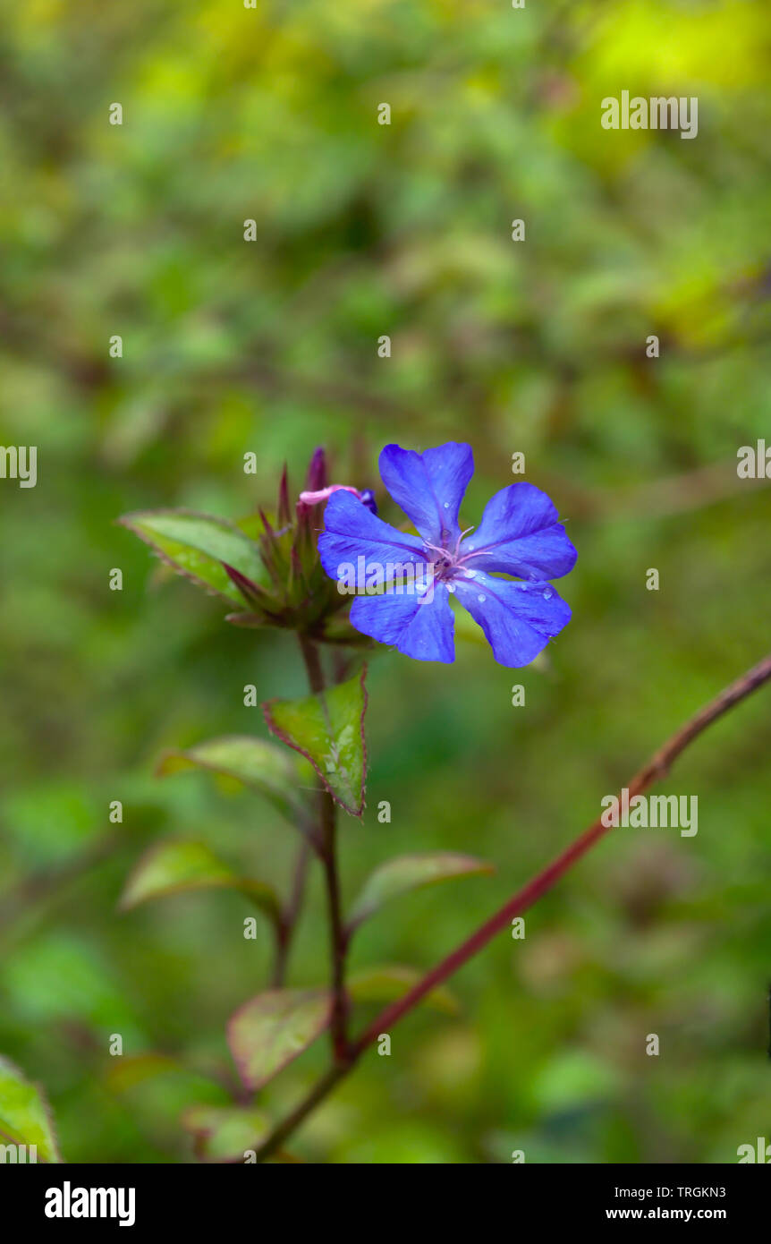 Phlox divaricata lune bleue fleur avec gouttes d'eau sur l'arrière-plan flou Banque D'Images