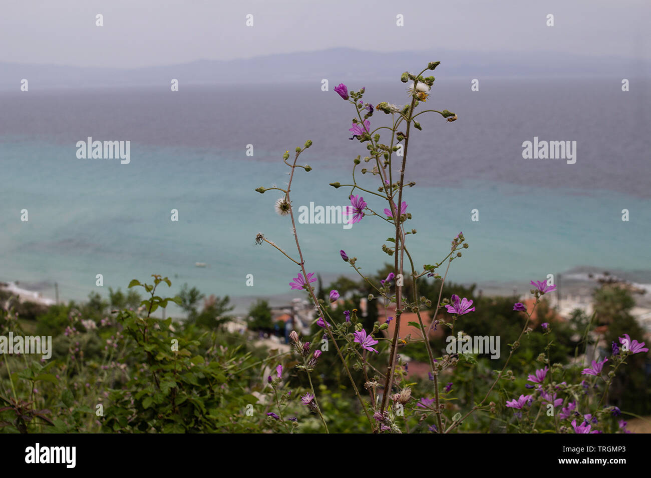 Mauve commune (Malva sylvestris) en fleurs sauvages donnant sur la mer Égée en , Halkidiki, Grèce Banque D'Images