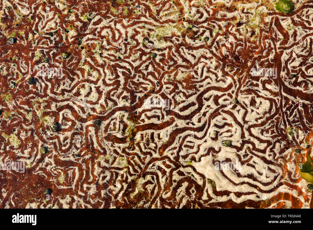 L'Australie, NSW, Yamba, bassin de marée avec motifs abstraits créés par les escargots déménagement sur le sable Banque D'Images