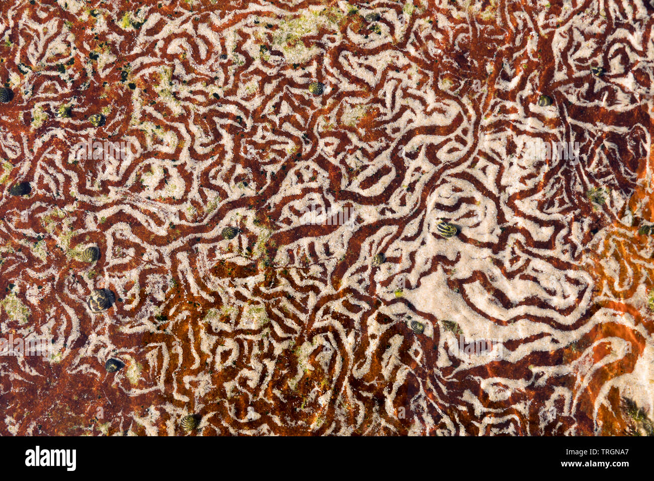 L'Australie, NSW, Yamba, bassin de marée avec motifs abstraits créés par les escargots déménagement sur le sable Banque D'Images