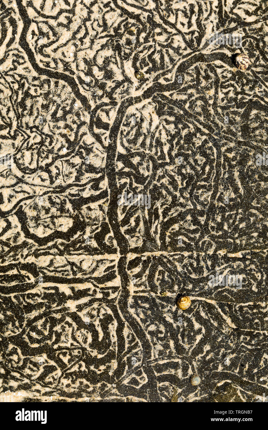 L'Australie, NSW, Yamba, bassin de marée avec motifs abstraits créés par les escargots déménagement sur le sable Banque D'Images