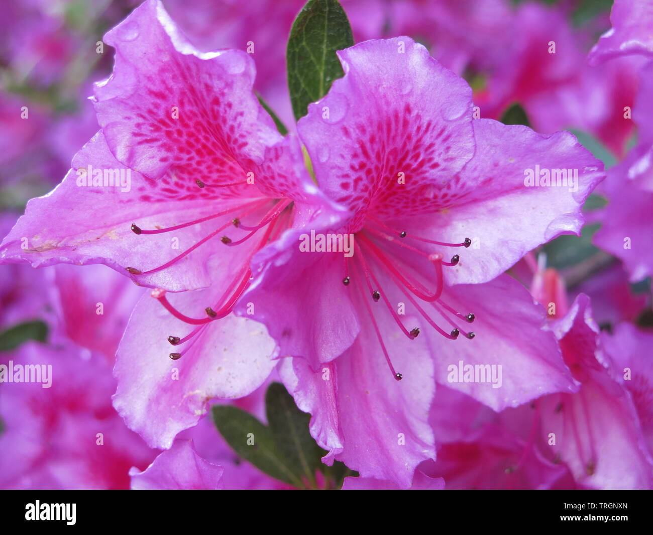 Close-up des fleurs d'un rose lumineux rhododendron montrant les étamines au centre Banque D'Images