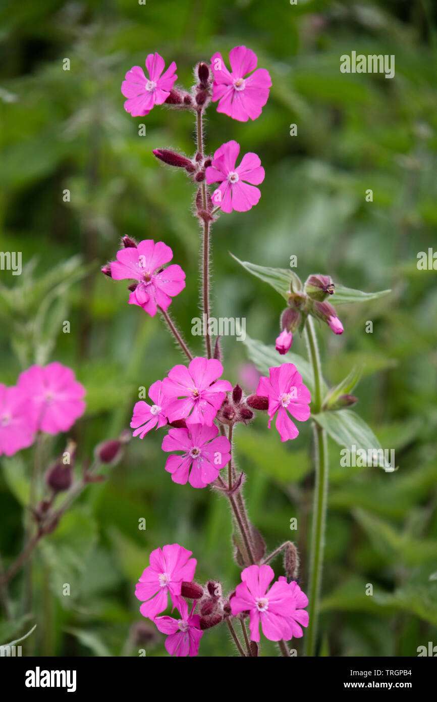Red campion 'Silene dioica', England, UK Banque D'Images