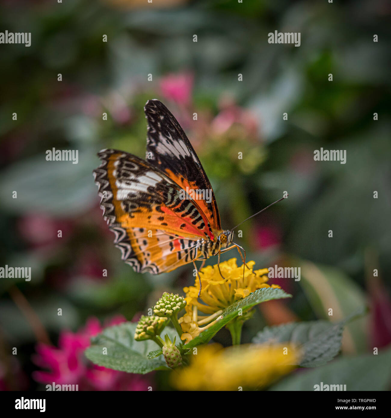 Homme Cethosia penthesilea, Papillon Papillon chrysope (Orange) Banque D'Images