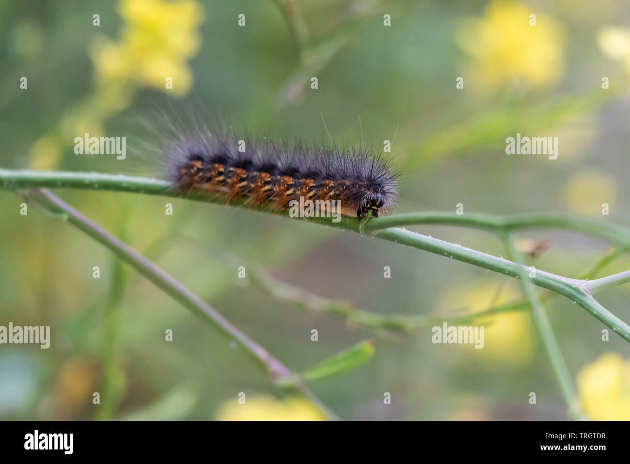 Hairy Fox Moth chenille rampant le long des arbustes verts à la mastication sur la branche. Banque D'Images