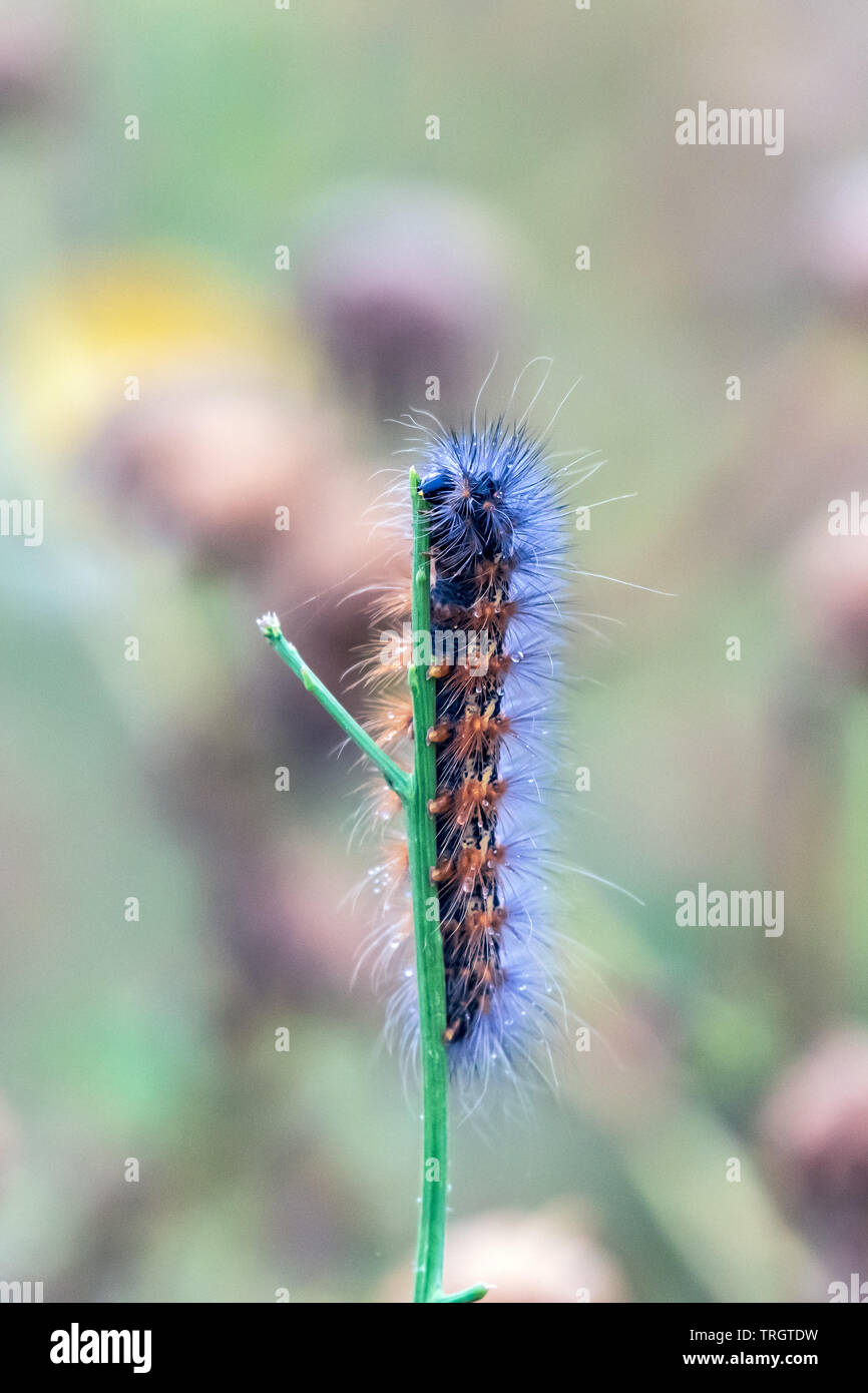 Hungy Fox Moth chenille dévorant sur le dessus d'une branche verticale. Banque D'Images
