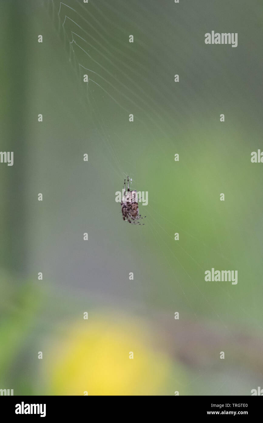 Araignées velues attend patiemment pour la proie sans méfiance à la terre dans sa tourné web. Banque D'Images