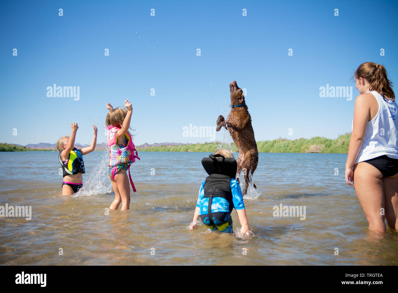 Chien jouant avec des enfants dans l'eau lors d'une journée d'été. Banque D'Images