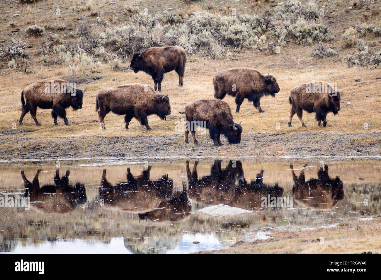 Buffalo propre les rues dans le Parc National de Yellowstone, Wyoming, en Amérique du Nord. Banque D'Images