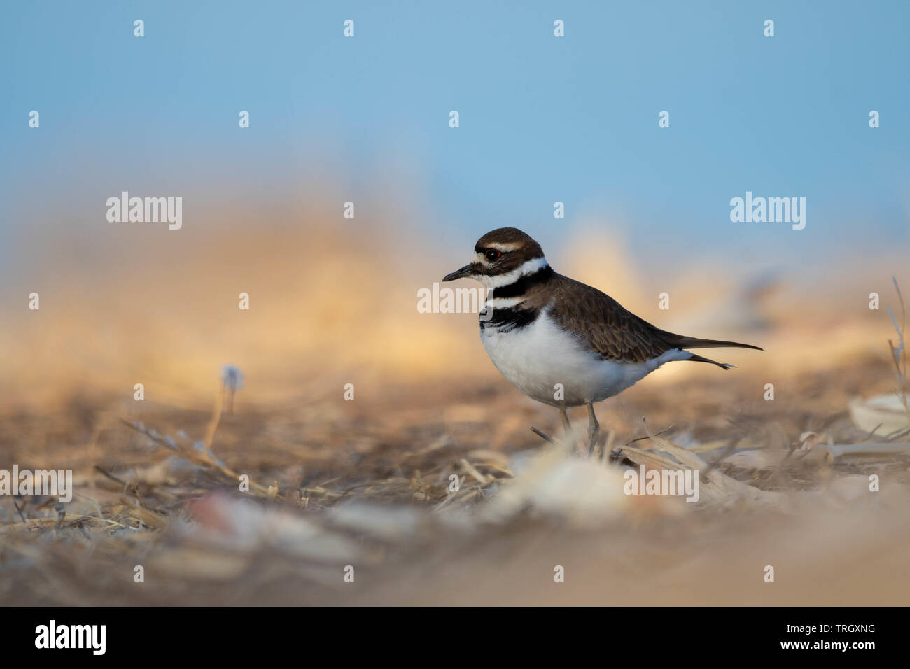 Le Pluvier kildir (Charadrius vociférante,), Bernardo Waterfowl Management Area, New Mexico, USA. Banque D'Images