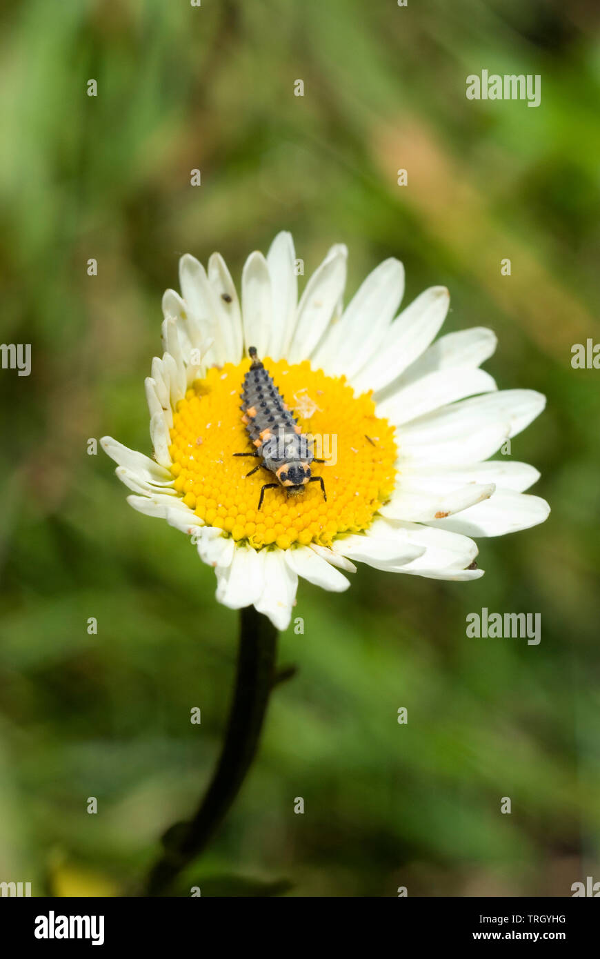 Spot 7 larves de coccinelle Banque D'Images