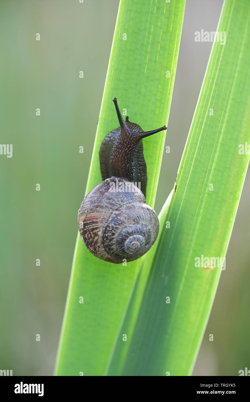 Arianta arbustorum, un escargot parfois sous le nom de bosquet snail Banque D'Images