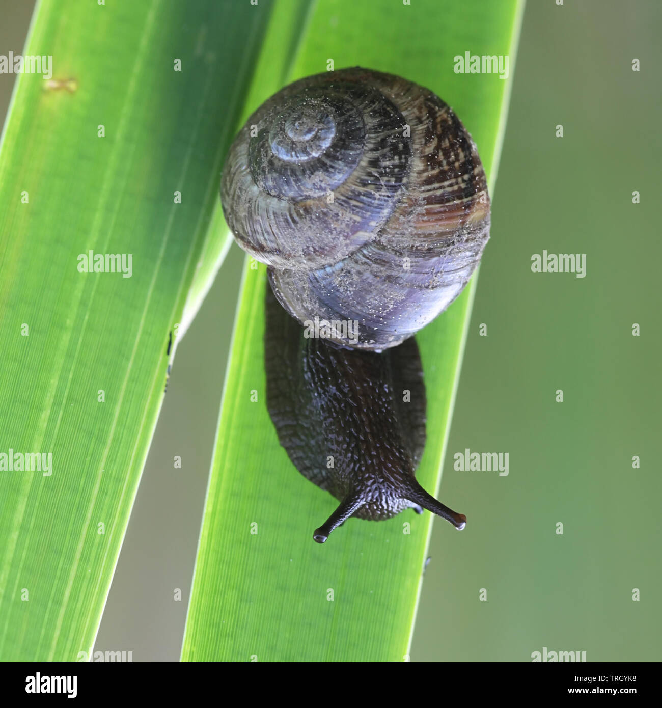 Arianta arbustorum, un escargot parfois sous le nom de bosquet snail Banque D'Images