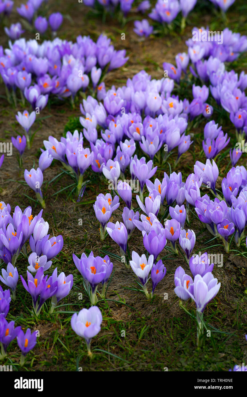 Printemps, Crocus Crocus vernus, poussant sur Campo Imperatore dans le Gran Sasso D'Italia Parc National dans les Abruzzes, en Italie. Banque D'Images