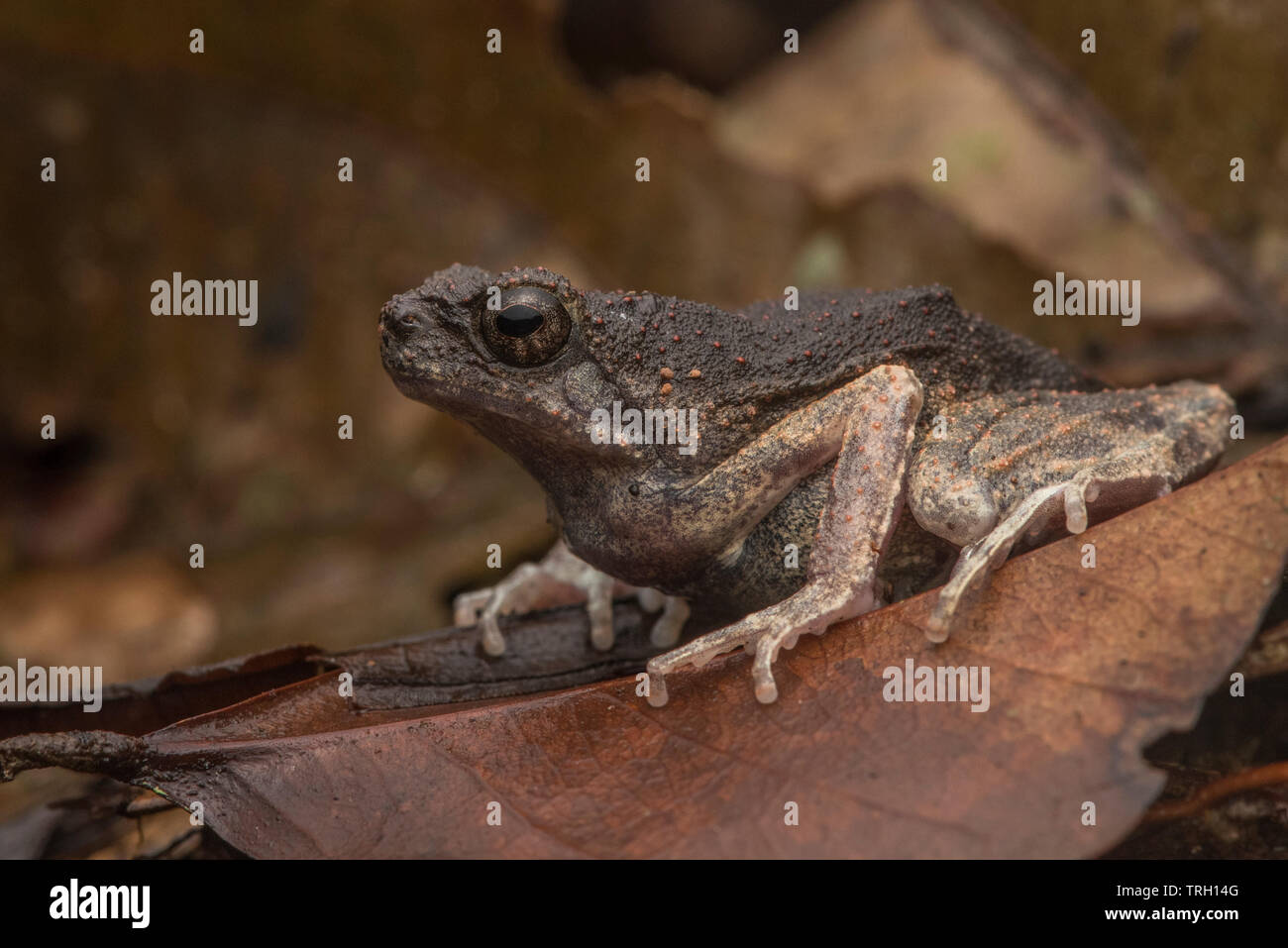 Peters' grenouille naine (Engystomops petersi) est l'une des espèces de