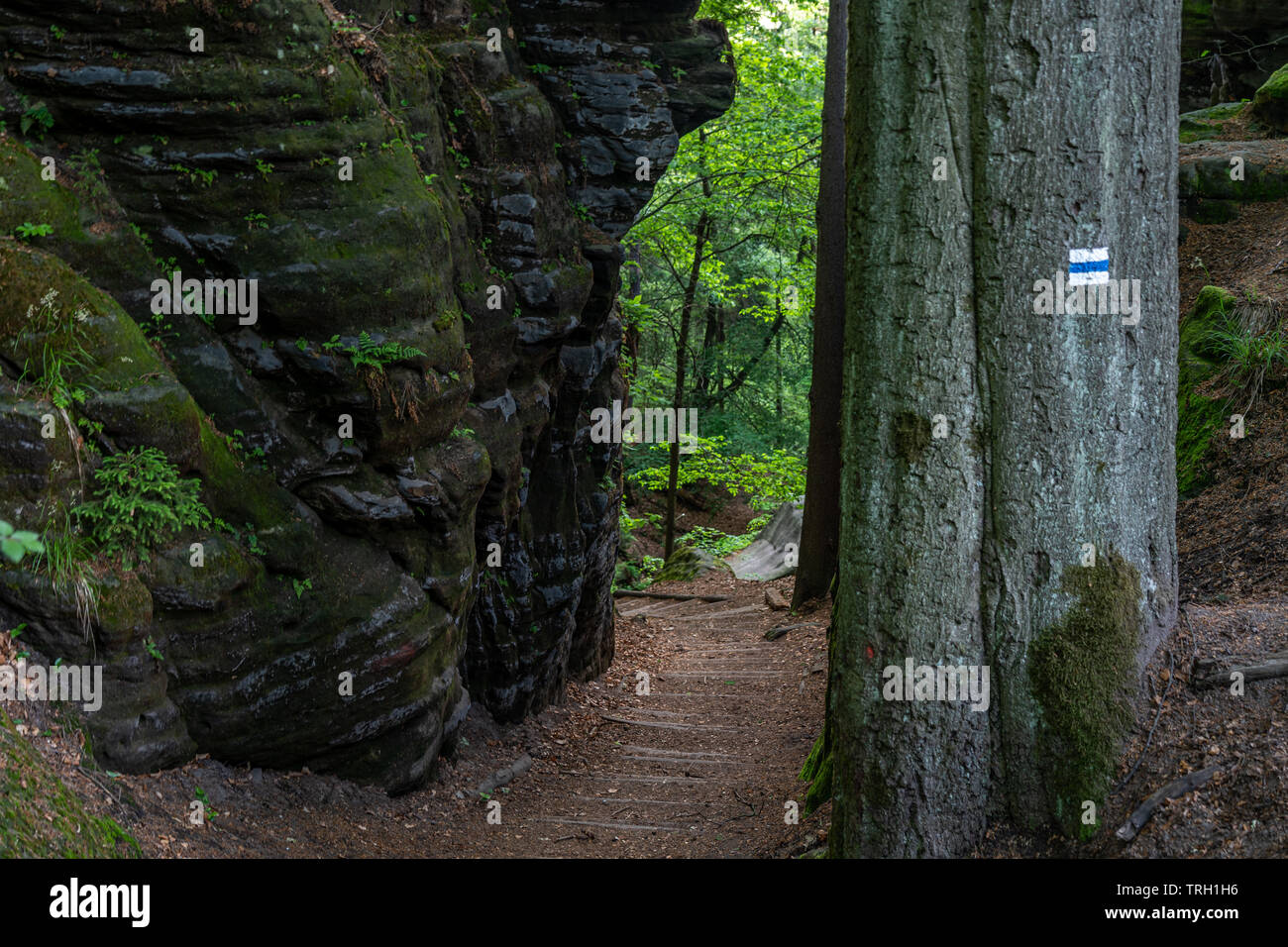 Vue sur le sentier d'schwedenloecher dans la Suisse saxonne , Allemagne Banque D'Images