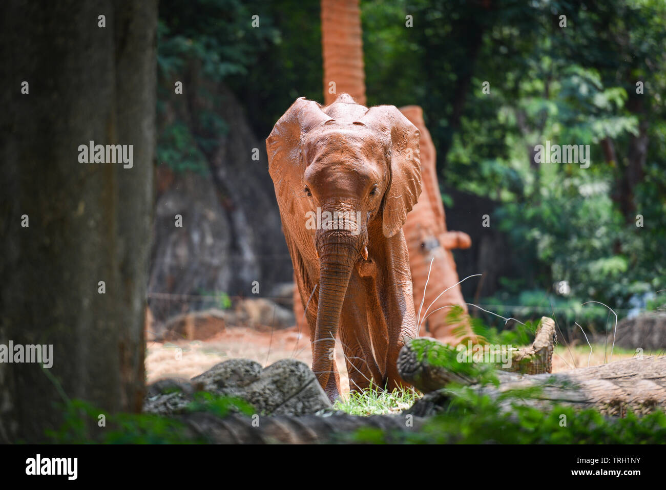 Les jeunes éléphants au parc national de l'éléphant d'Afrique / avec de la boue sur la peau Banque D'Images
