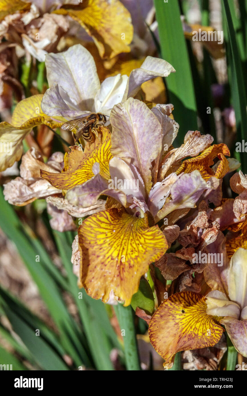 Fleur d'iris sibirica 'Ginger Twit' syn. Iris sibirica 'Peacock Butterfly Ginger Twistt' iris sibérien, Irises Banque D'Images