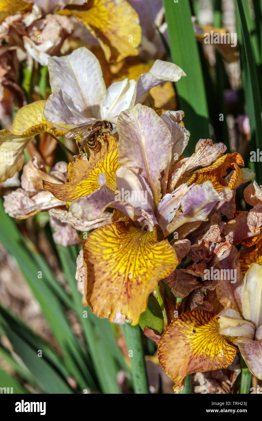 Iris sibirica 'Peacock Butterfly Ginger Twist', Sibérien Iris sibirica 'Peacock Butterfly Ginger Twist', fleurs jaune-orange à la fin du printemps Banque D'Images